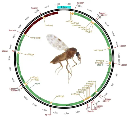 Mitochondrial genome sequencing, mapping, and assembly benchmarking for Culicoides species (Diptera: Ceratopogonidae)